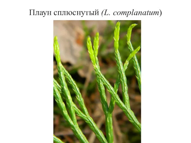 Плаун сплюснутый (L. complanatum)