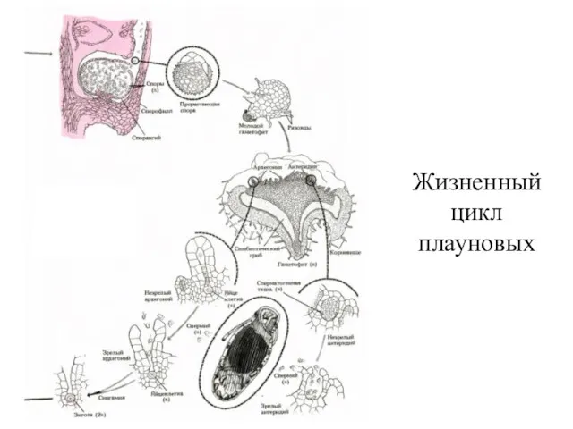 Жизненный цикл плауновых