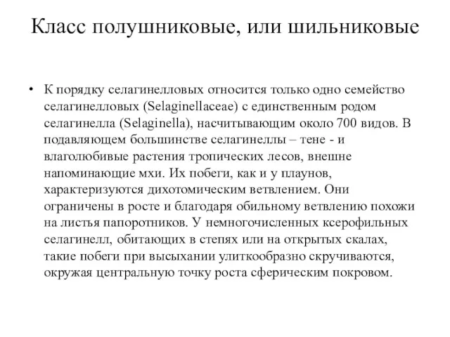 Класс полушниковые, или шильниковые К порядку селагинелловых относится только одно семейство селагинелловых (Selaginellaceae)