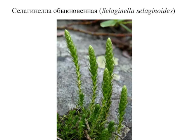 Селагинелла обыкновенная (Selaginella selaginoides)