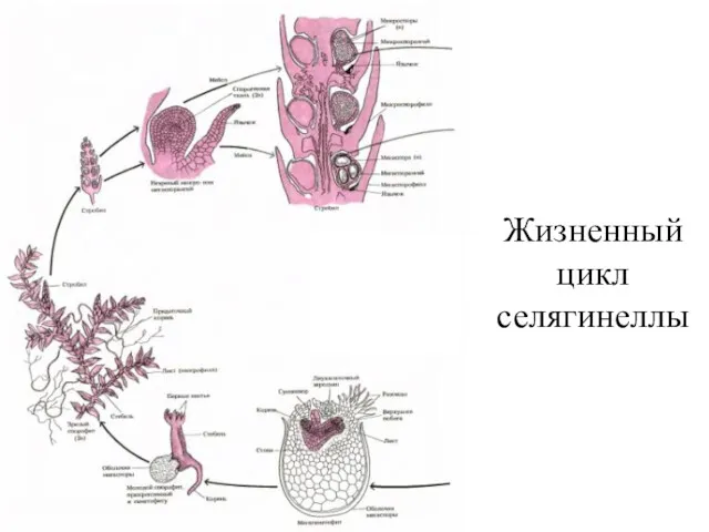 Жизненный цикл селягинеллы