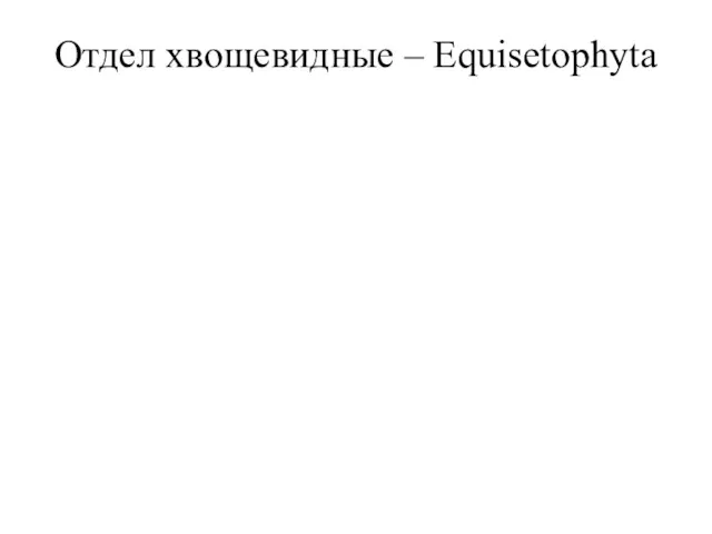 Отдел хвощевидные – Equisetophyta Характерная их черта – наличие спорангиофоров, спорофиллов особого строения;