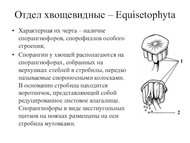 Отдел хвощевидные – Equisetophyta Характерная их черта – наличие спорангиофоров, спорофиллов особого строения;