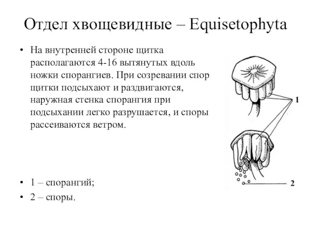 Отдел хвощевидные – Equisetophyta На внутренней стороне щитка располагаются 4-16 вытянутых вдоль ножки