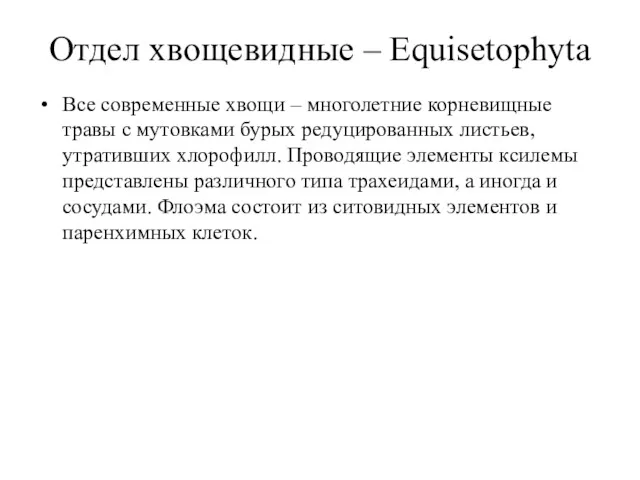 Отдел хвощевидные – Equisetophyta Все современные хвощи – многолетние корневищные травы с мутовками