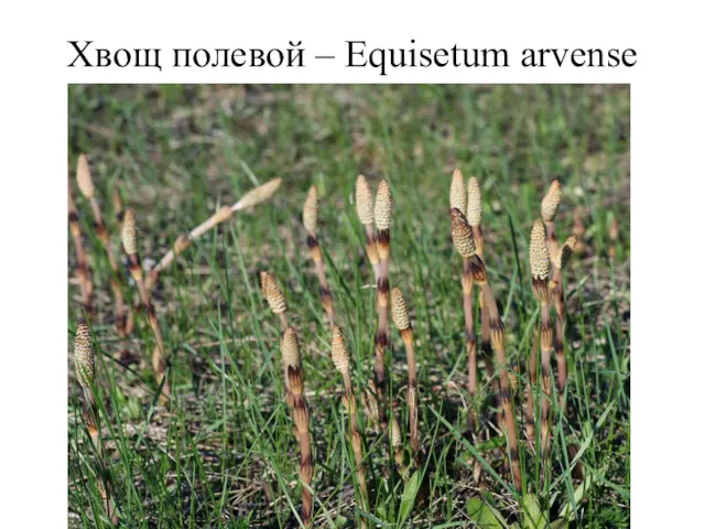 Хвощ полевой – Equisetum arvense