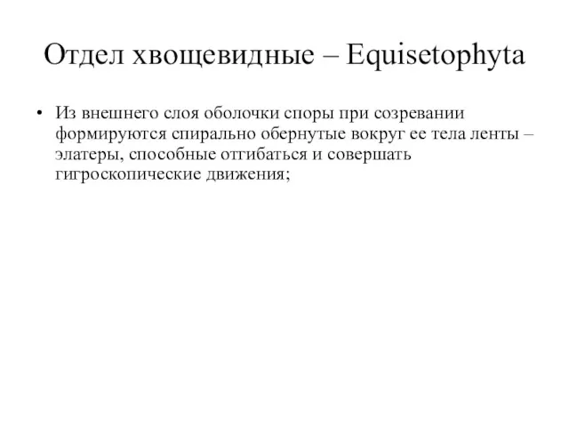 Отдел хвощевидные – Equisetophyta Из внешнего слоя оболочки споры при созревании формируются спирально