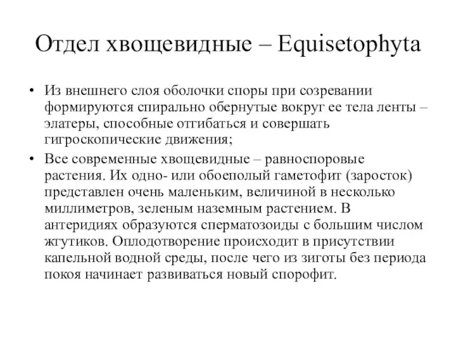 Отдел хвощевидные – Equisetophyta Из внешнего слоя оболочки споры при созревании формируются спирально