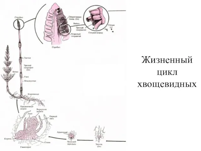 Жизненный цикл хвощевидных