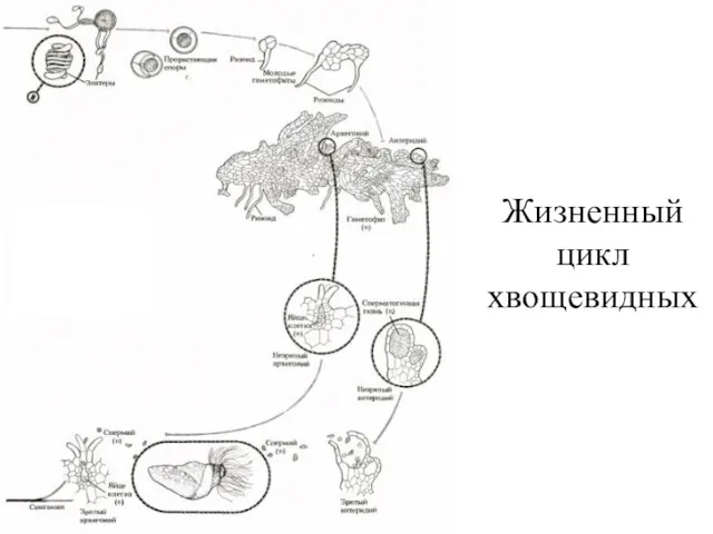 Жизненный цикл хвощевидных