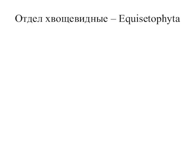 Отдел хвощевидные – Equisetophyta Все хвощи обладают глубоко залегающими, сильно