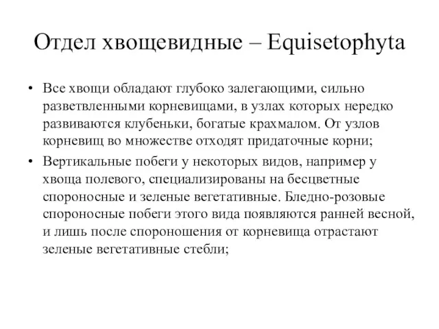 Отдел хвощевидные – Equisetophyta Все хвощи обладают глубоко залегающими, сильно