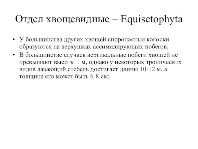 Отдел хвощевидные – Equisetophyta У большинства других хвощей спороносные колоски образуются на верхушках