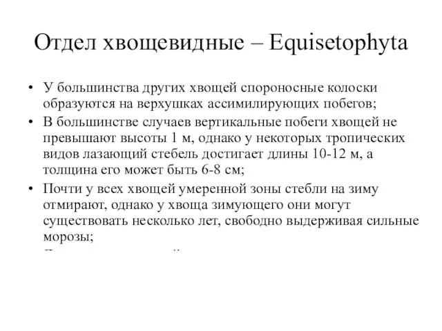 Отдел хвощевидные – Equisetophyta У большинства других хвощей спороносные колоски образуются на верхушках