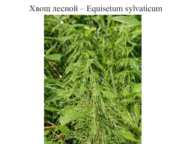 Хвощ лесной – Equisetum sylvaticum