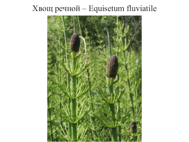 Хвощ речной – Equisetum fluviatile