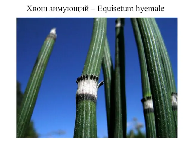 Хвощ зимующий – Equisetum hyemale