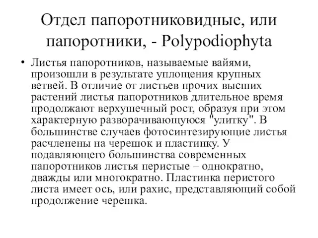 Отдел папоротниковидные, или папоротники, - Polypodiophyta Листья папоротников, называемые вайями, произошли в результате