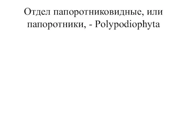 Отдел папоротниковидные, или папоротники, - Polypodiophyta Стебель папоротников обычно не