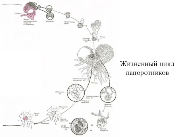Жизненный цикл папоротников