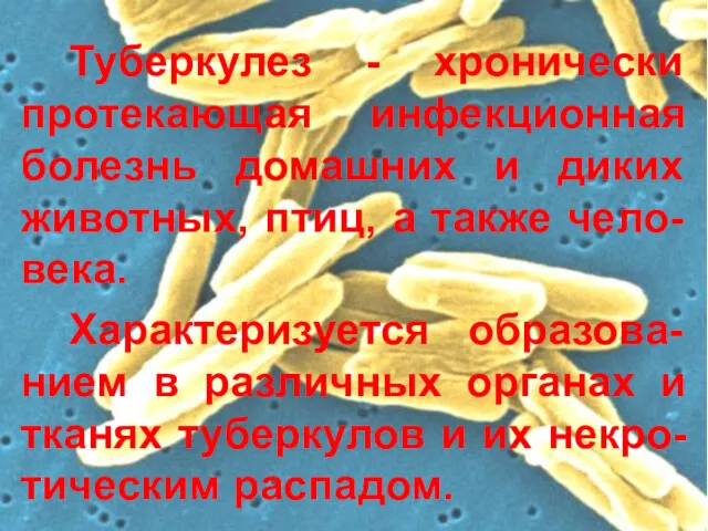 Туберкулез - хронически протекающая инфекционная болезнь домашних и диких животных,