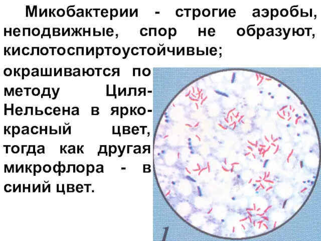 Микобактерии - строгие аэробы, неподвижные, спор не образуют, кислотоспиртоустойчивые; окрашиваются