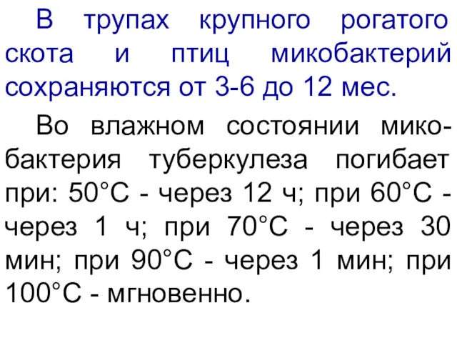 В трупах крупного рогатого скота и птиц микобактерий сохраняются от