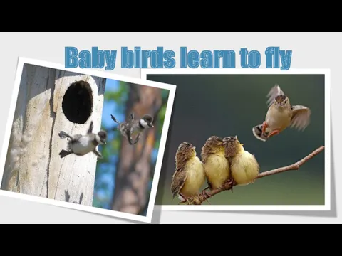 Baby birds learn to fly