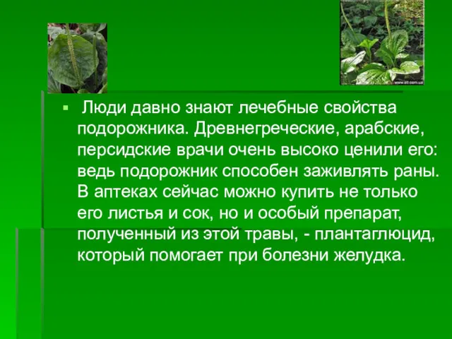 Люди давно знают лечебные свойства подорожника. Древнегреческие, арабские, персидские врачи