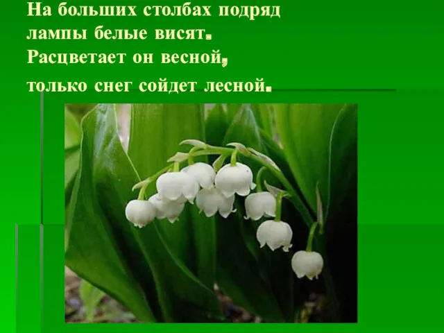 На больших столбах подряд лампы белые висят. Расцветает он весной, только снег сойдет лесной.