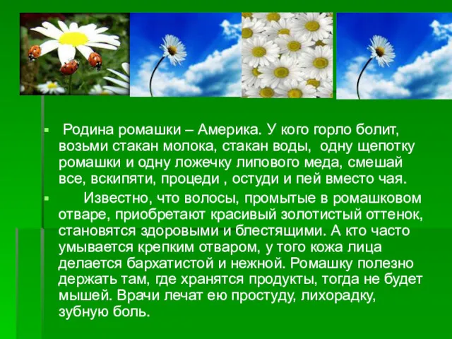 Родина ромашки – Америка. У кого горло болит, возьми стакан