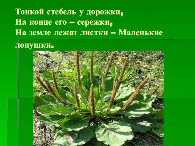 Тонкой стебель у дорожки, На конце его – сережки, На земле лежат листки – Маленькие лопушки.