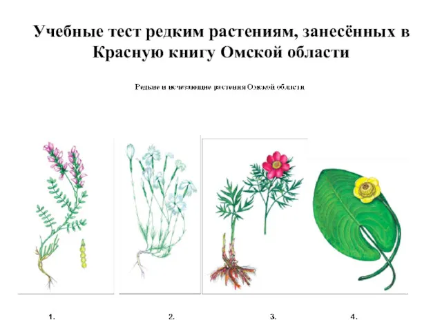 Учебные тест редким растениям, занесённых в Красную книгу Омской области