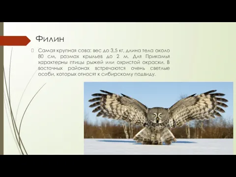 Филин Самая крупная сова: вес до 3,5 кг, длина тела