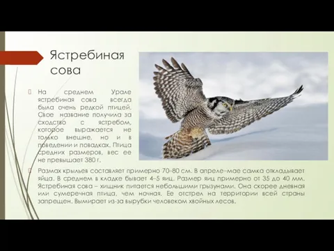 Ястребиная сова На среднем Урале ястребиная сова всегда была очень