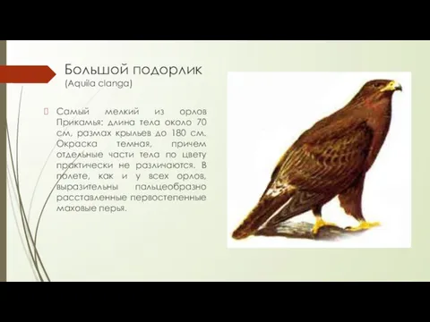 Большой подорлик (Aquila clanga) Самый мелкий из орлов Прикамья: длина