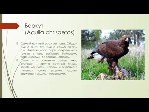 Беркут (Aquila chrisaetos) Самый крупный орел региона. Общая длина 80-95