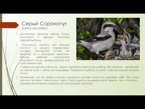 Серый Сорокопут (Lanius excubitor) Достаточно крупная певчая птица, величиной с