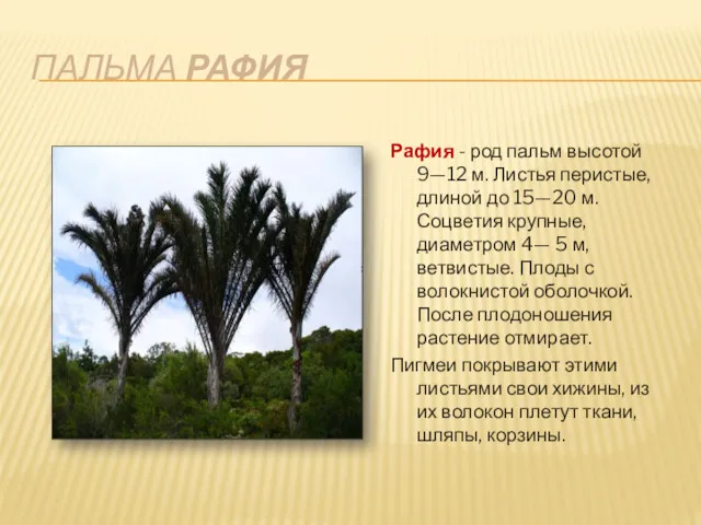 ПАЛЬМА РАФИЯ Рафия - род пальм высотой 9—12 м. Листья