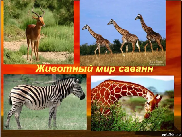 Животный мир саванн