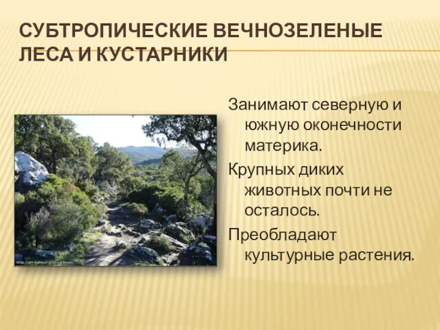 СУБТРОПИЧЕСКИЕ ВЕЧНОЗЕЛЕНЫЕ ЛЕСА И КУСТАРНИКИ Занимают северную и южную оконечности