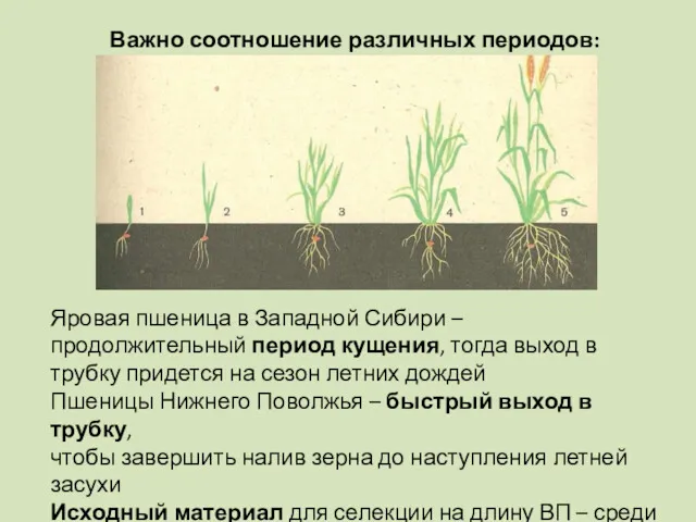 Важно соотношение различных периодов: Яровая пшеница в Западной Сибири – продолжительный период кущения,