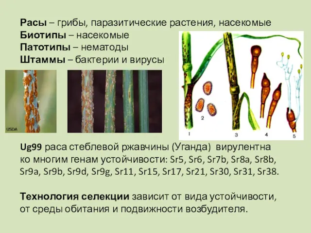 Расы – грибы, паразитические растения, насекомые Биотипы – насекомые Патотипы – нематоды Штаммы