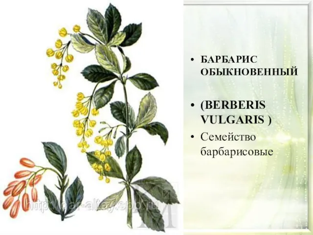 БАРБАРИС ОБЫКНОВЕННЫЙ (BERBERIS VULGARIS ) Семейство барбарисовые