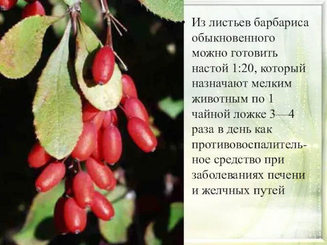 Из листьев барбариса обыкновенного можно готовить настой 1:20, который назначают