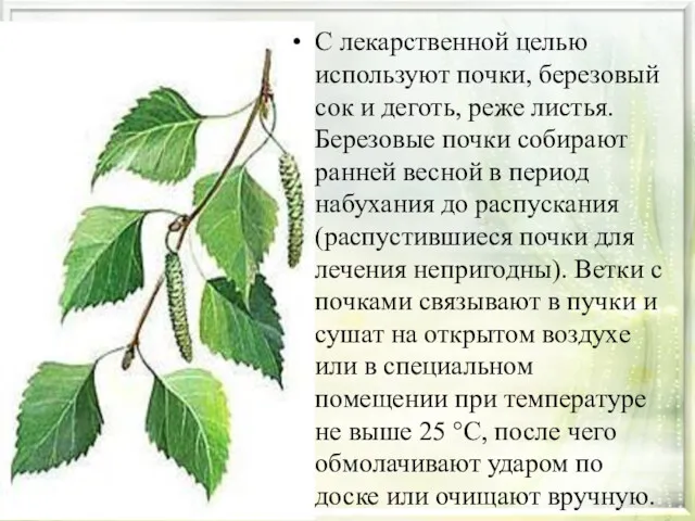 С лекарственной целью используют почки, березовый сок и деготь, реже