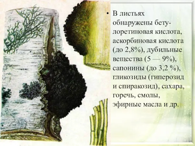 В листьях обнаружены бету-лоретиновая кислота, аскорбиновая кислота (до 2,8%), дубильные