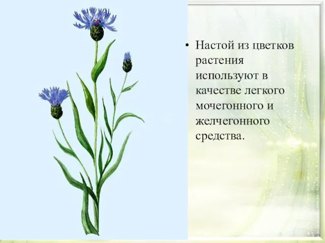 Настой из цветков растения используют в качестве легкого мочегонного и желчегонного средства.
