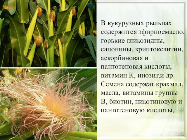 В кукурузных рыльцах содержится эфирноемасло, горькие гликозидны, сапонины, криптоксантин, аскорбиновая