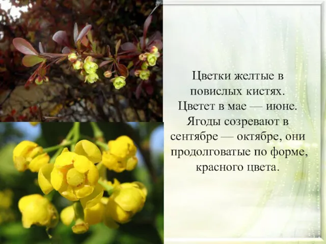 Цветки желтые в повислых кистях. Цветет в мае — июне.